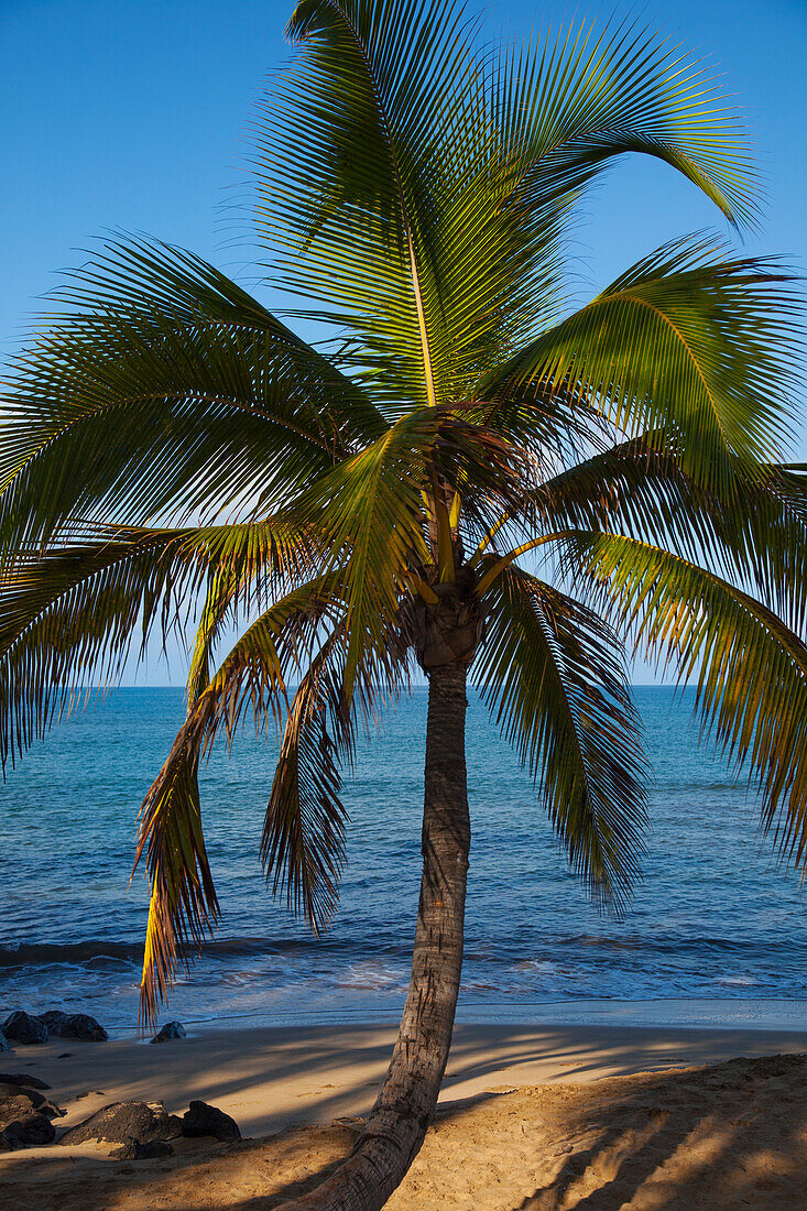 'A single palm tree on Kihei Beach; Maui, Hawaii, United States of America'