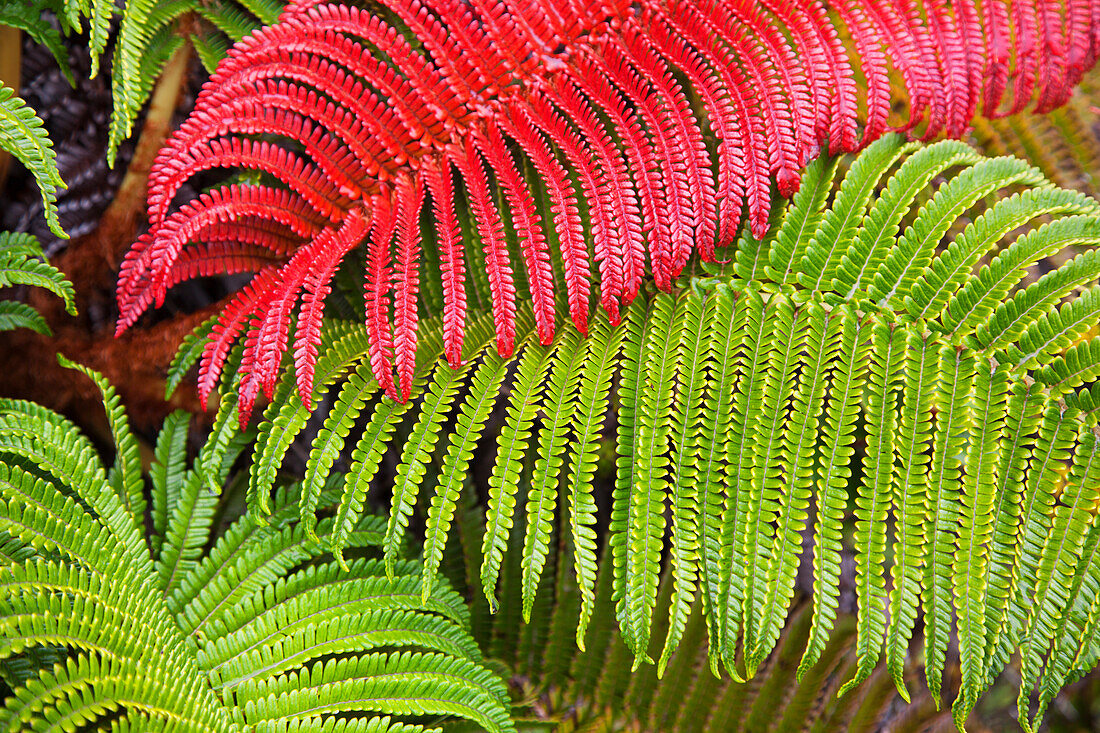 'Native Ama'u ferns; Haleakala, Maui, Hawaii, United States of America'