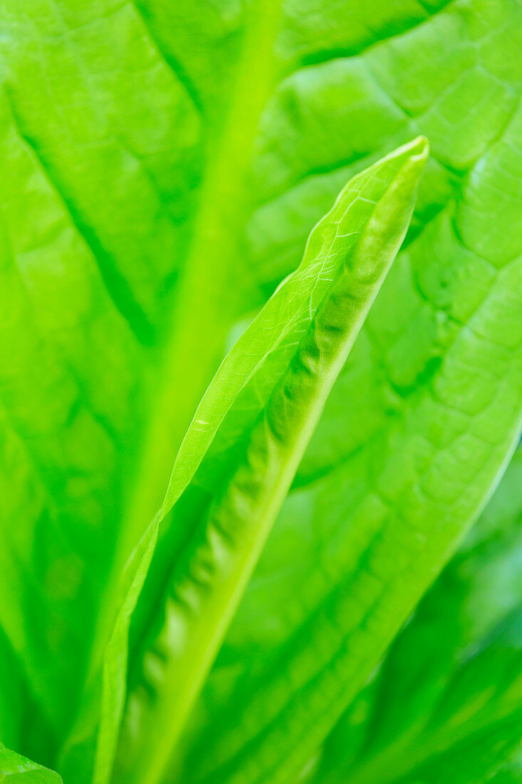 Detail of a young Skunk Cabbage leaf unfurling, Ketchikan, Southeast Alaska, USA, Spring