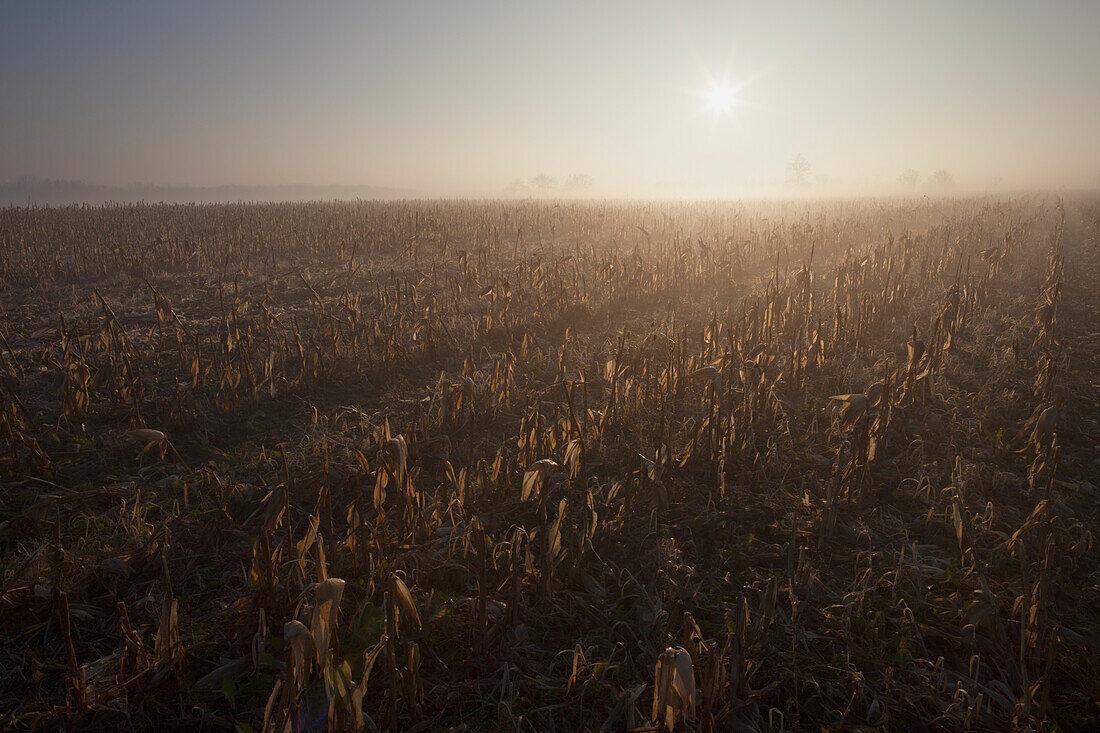 'Harvested cornfield at sunrise; Mosborough, Ontario, Canada'