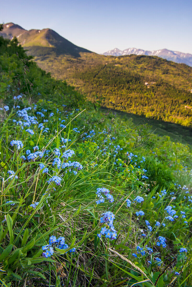 Close up of a patch of Forget-me-not flowers on a south Anchorage hillside, summer