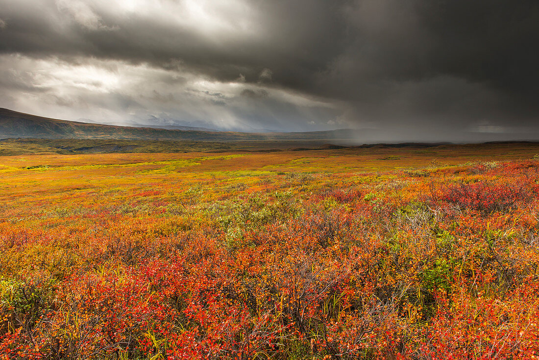 A storm passes over the bright colors of autumn in Denali National Park & Preserve, Alaska.