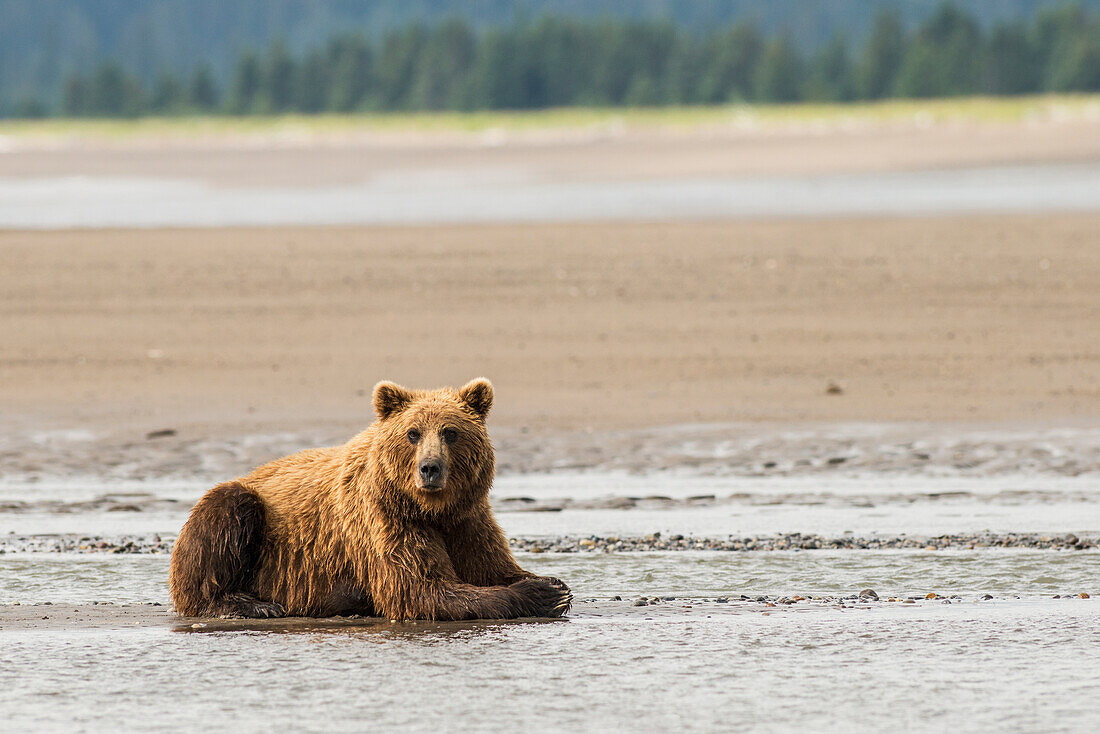 A brown bear resting in the mudflats near Silver Salmon Creek, Lake Clark National Park & Preserve, Alaska.