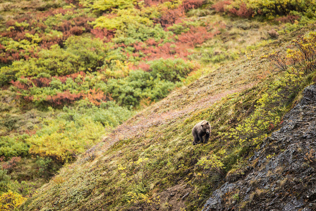 A brown bear browses in Igloo Pass in autumn, Denali National Park & Preserve, Alaska.