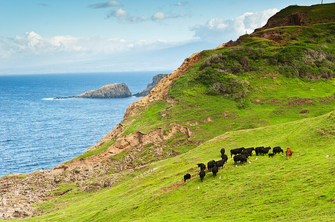'A herd of cattle graze along the northwestern coast of Maui; Maui, Hawaii, United States of America'