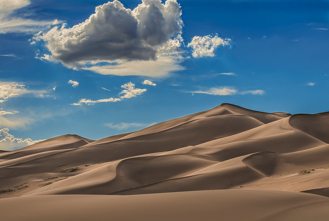 'Sand dunes in afternoon sun at Great Sand Dunes National Park and Preserve; Colorado, United States of America'