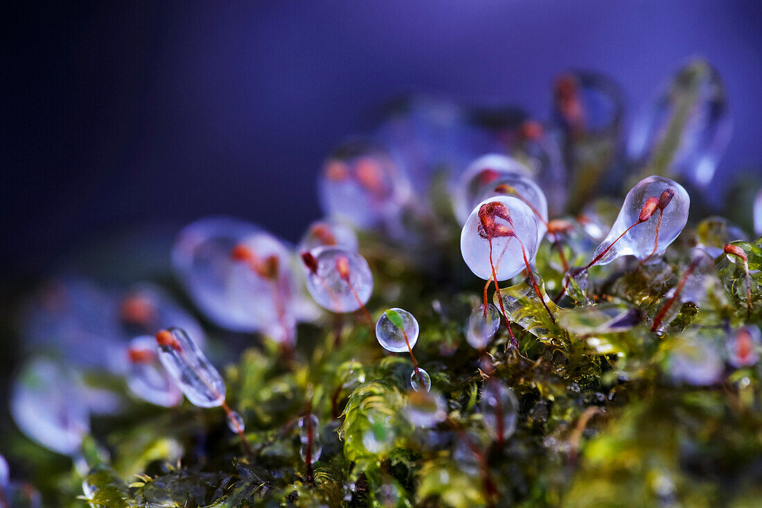'Ice on moss; Vaudreuil, Quebec, Canada'