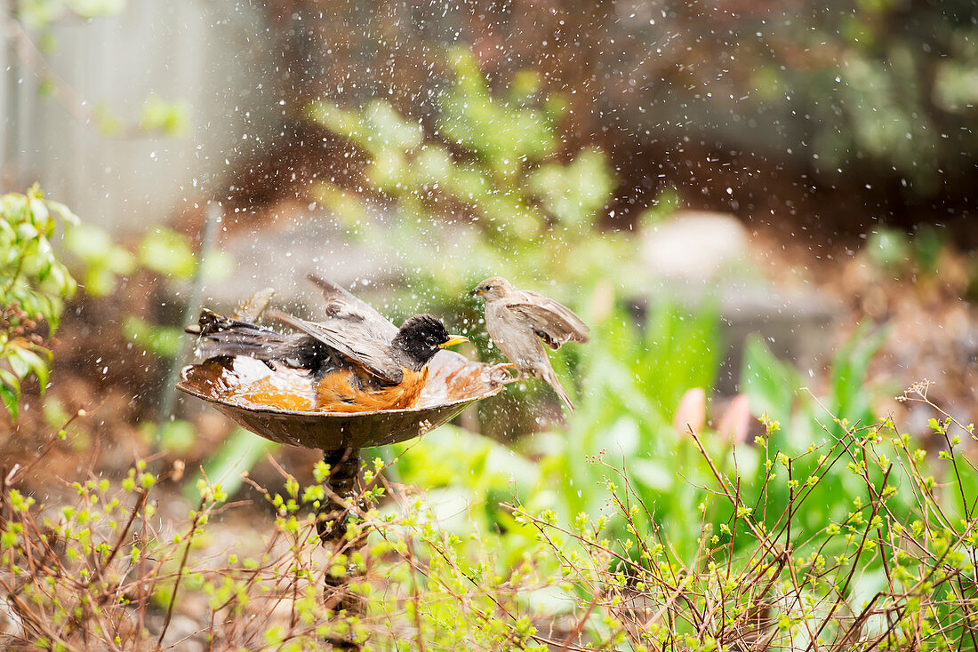 'A robin and a sparrow in birdbath; Ontario, Canada'