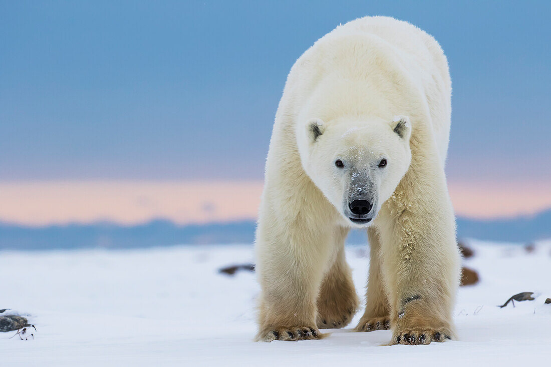 'Polar bear (ursus maritimus) along the Hudson Bay coastline waiting for the bay to freeze over; Churchill, Manitoba, Canada'