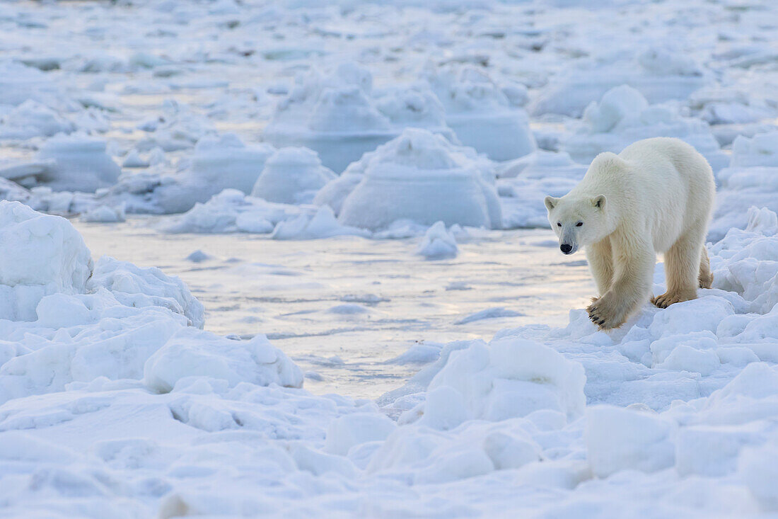 'Polar bear (ursus maritimus) along the Hudson Bay coast waiting for the bay to freeze over; Manitoba, Canada'