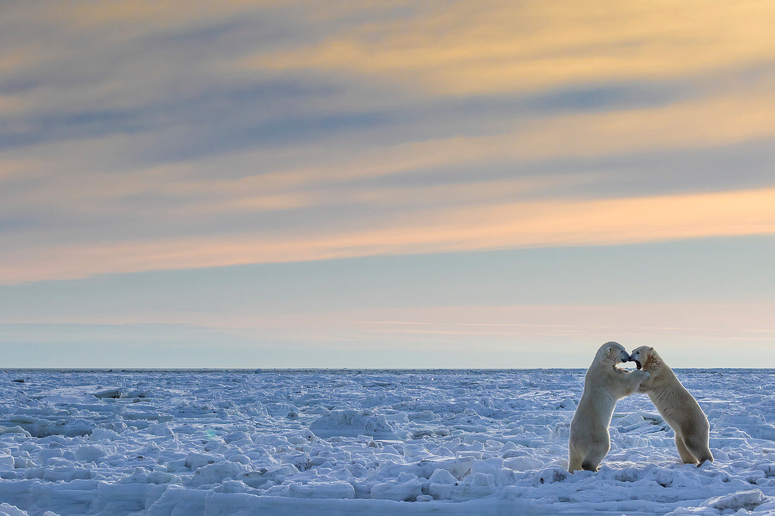 'Polar bears (ursus maritimus) sparring on the coast of Hudson Bay; Manitoba, Canada'