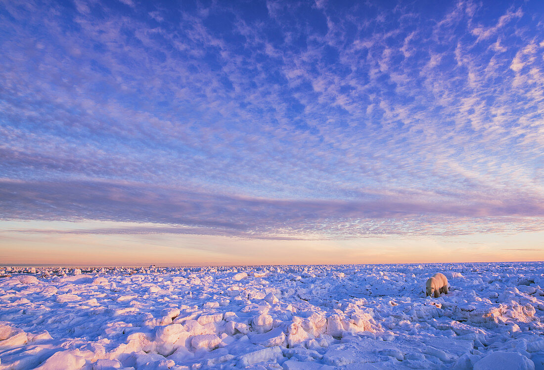 'Polar bear (ursus maritimus) along the Hudson Bay coast at sunset waiting for the bay to freeze over; Churchill, Manitoba, Canada'