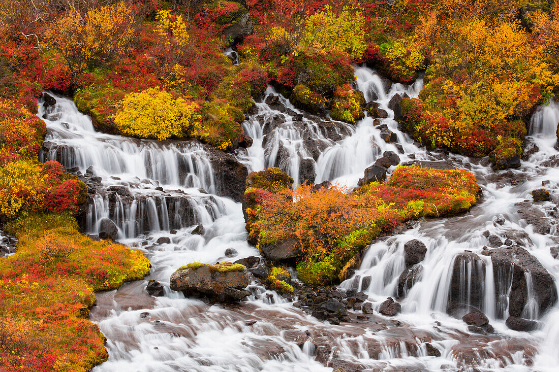 'Hraunfossar waterfalls and autumn colours; Iceland'