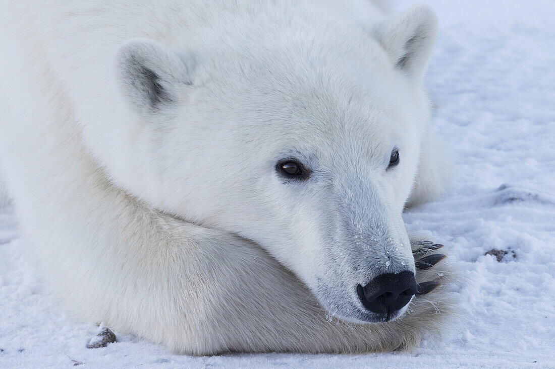'Close up of a polar bear (ursus maritimus); Churchill, Manitoba, Canada'