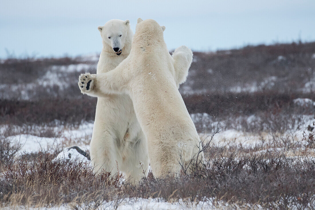 'Polar bears (ursus maritimus) sparring on the coast of Hudson Bay; Manitoba, Canada'