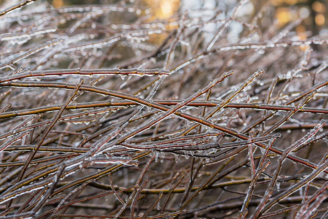 'Ice freezes on willow branches; Olney, Oregon, United States of America'