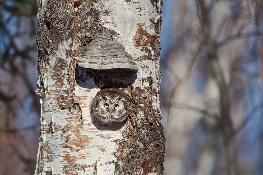 Boreal owl (Aegolius funereus) looking out from nesting cavity in hollow birch tree near Fairbanks Alaska, Spring
