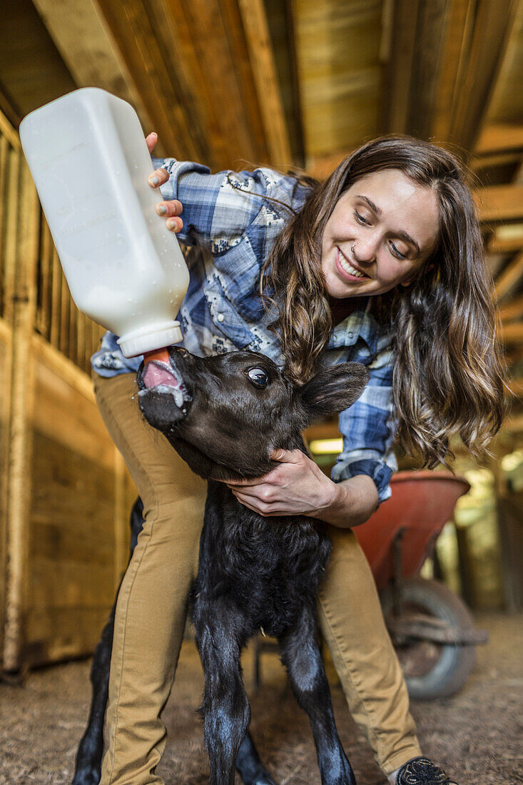 Caucasian farmer feeding calf milk from bottle