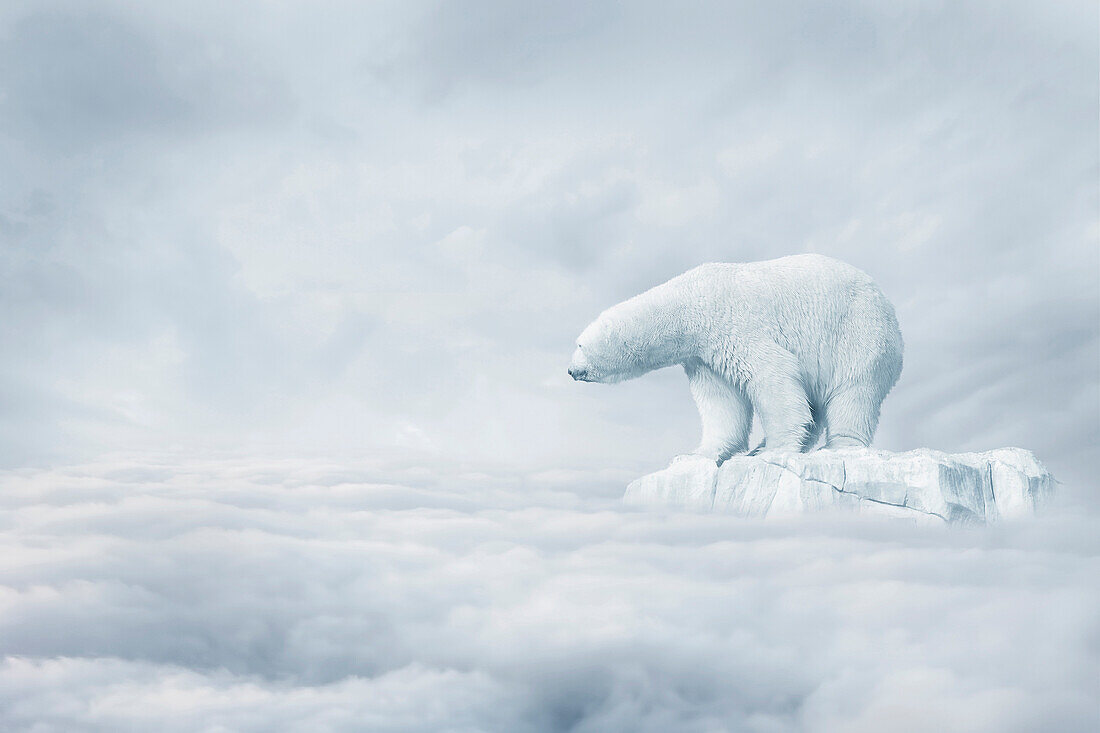 Polar bear floating on ice floe in clouds