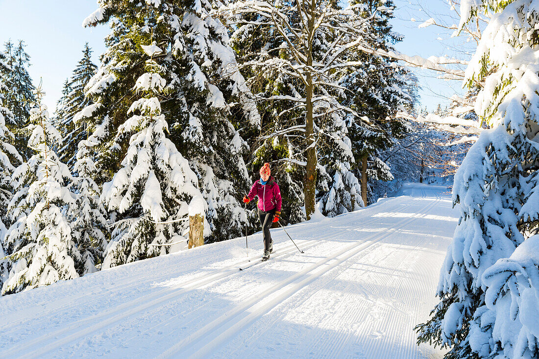 Women skiing in winter forest, cross-country skiing in a winter landscape, fir trees covered with snow, mountains, Harz, MR, Sankt Andreasberg, Lower Saxony, Germany