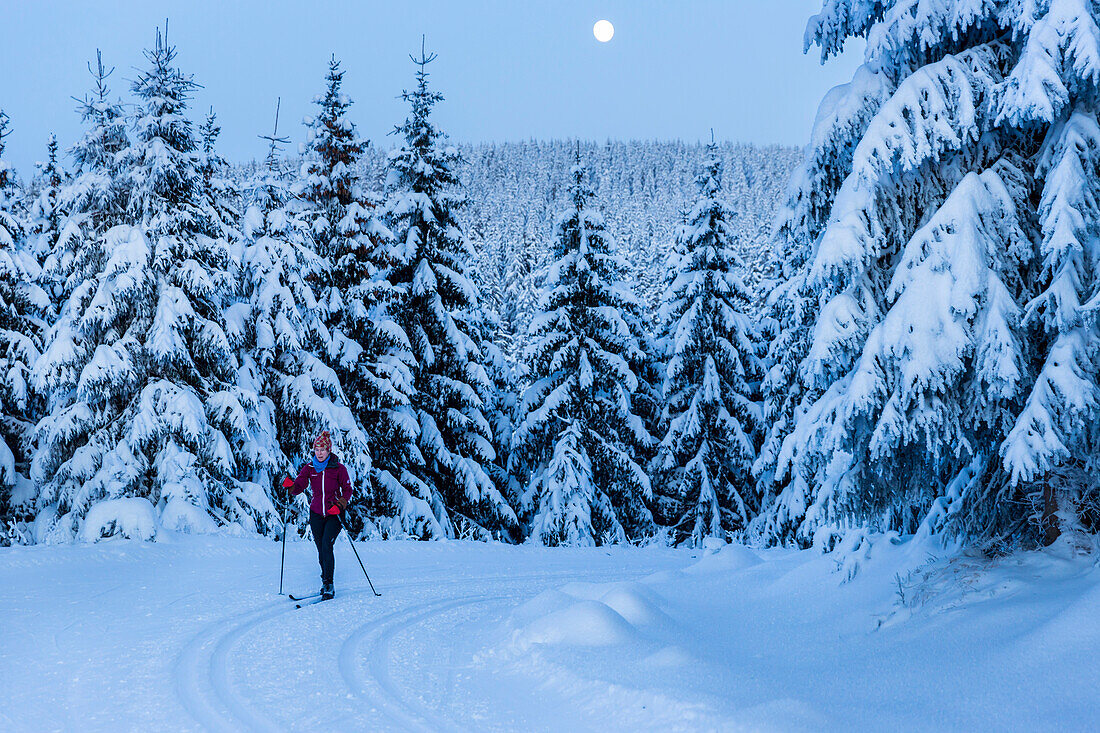 Women skiing in a winter forest, cross-country skiing at full moon, winter landscape, fir trees covered with snow, winter sport, Harz, MR, Sankt Andreasberg, Lower Saxony, Germany
