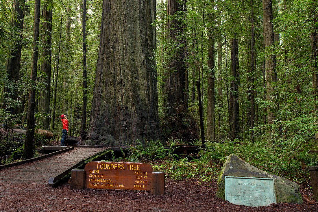 Founders Grove. Redwoods National Park, California, USA
