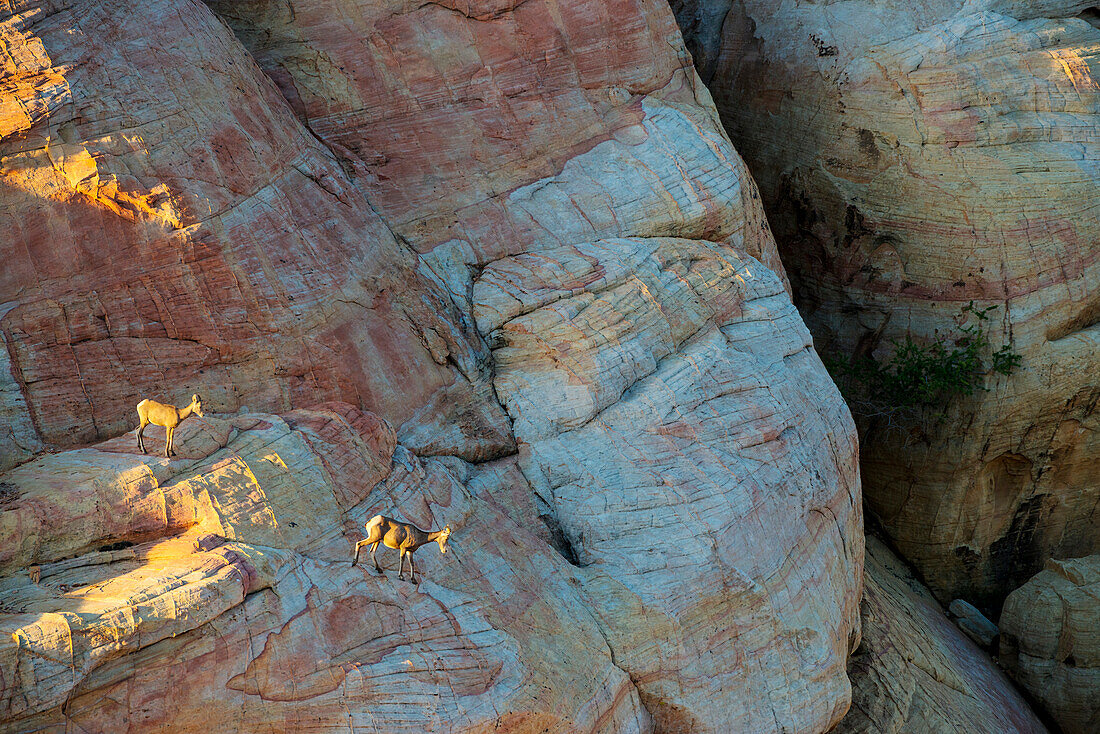 Two young bighorn sheep clamber down a steep sandstone cliff at sunrise in the White Domes area of Valley of Fire State Park, Nevada.