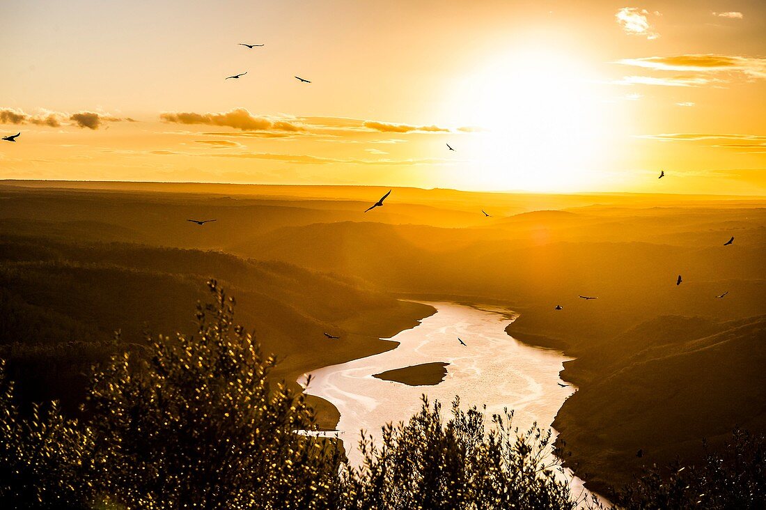 'View from Monfragüe´s Castle of ''José María de Oriol'' dam and vultures flying in Tajo river, Monfragüe National Park (Cáceres Province, Extremadura Region, Spain).'