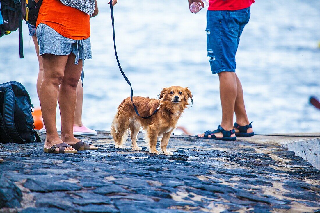 Small dog looking at the camera accompanied by its owners