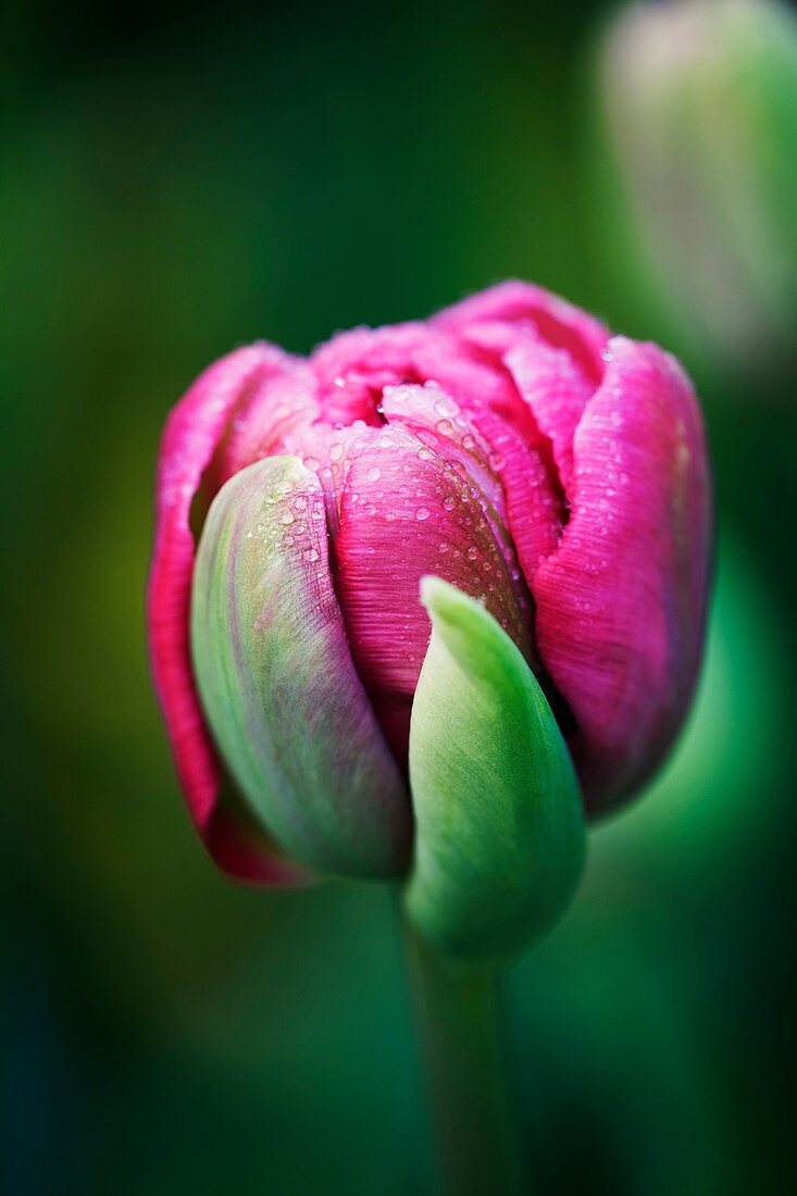 Doble Tulip variety Wedding Gift spring flowering bulb height 50cm