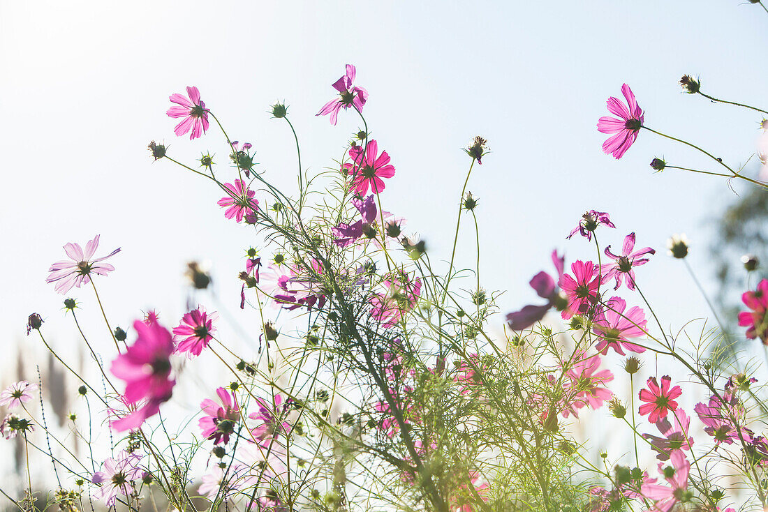 Cosmos flowers