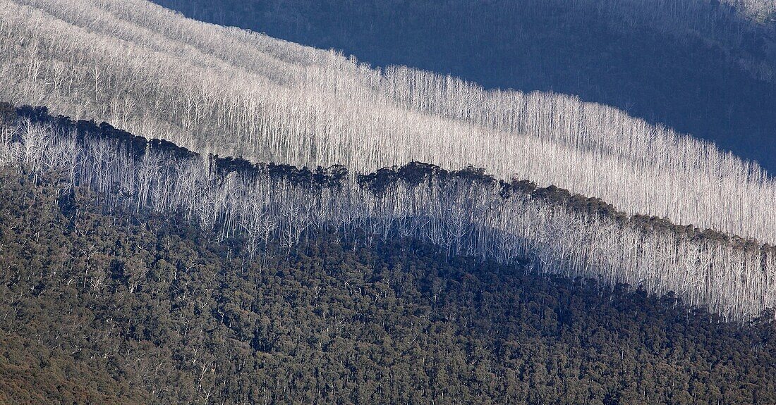 Mountainous landscape with trees killed by bushfires in the Alpine National Park, Victoria, Australia.