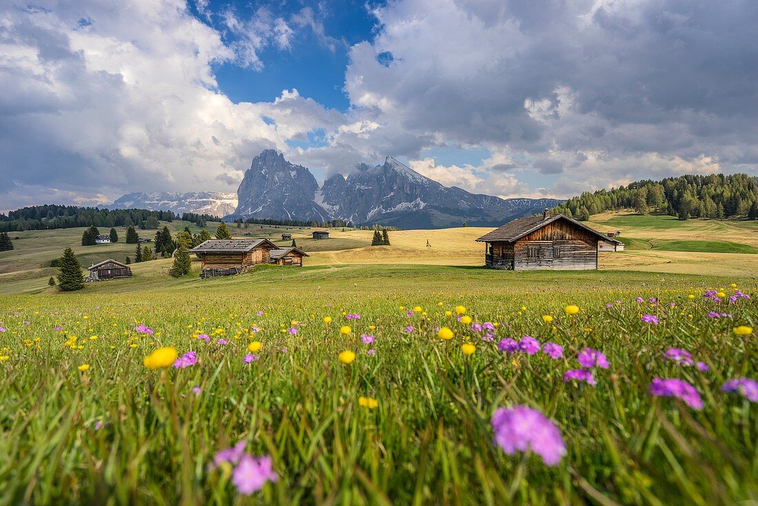 Alpe di Siusi/Seiser Alm, Dolomites, South Tyrol, Italy. Spring colors on the Alpe di Siusi/Seiser Alm with the Sassolungo/Langkofel and the Sassopiatto/Plattkofel in background.