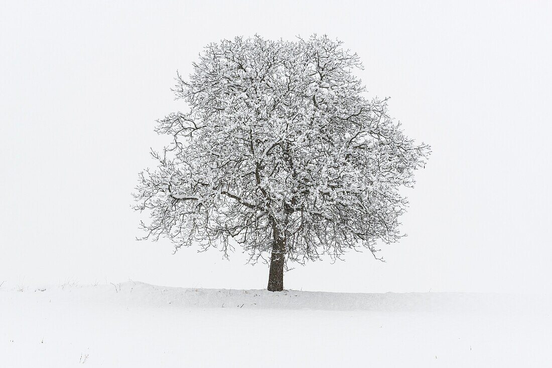 Europe, Italy, Trentino Alto Adige, Non valley. Snow covered tree after a heavy snowfall.