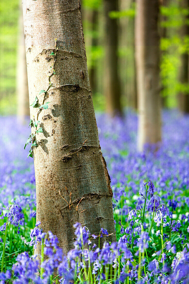 Hallerbos, beech forest in Belgium full of blue bells flowers.