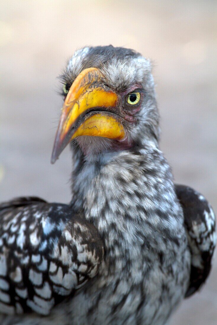 Southern Yellow-billed Hornbill (Tockus leucomelas), Moremi Game Reserve, Okavango delta, Botswana.