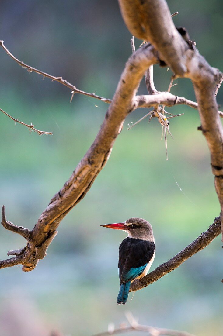 A Brown-hooded Kingfisher (Halcyon albiventris) is sitting on a branch of a tree along the Shire River in Liwonde National Park, Malawi.