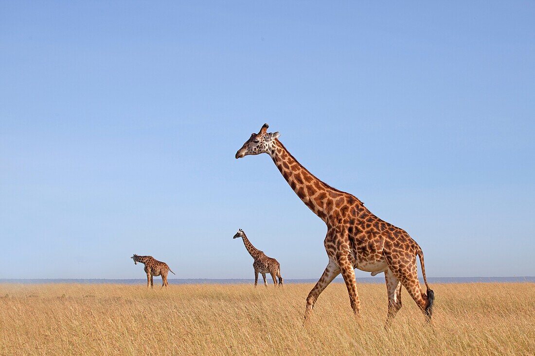 Kenya, giraffe herd (Giraffa camelopardalis)