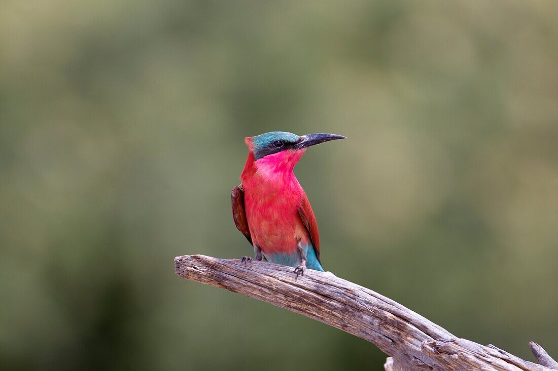 Southern carmine bee-eater (Merops nubicoides), Chobe National Park, Botswana.