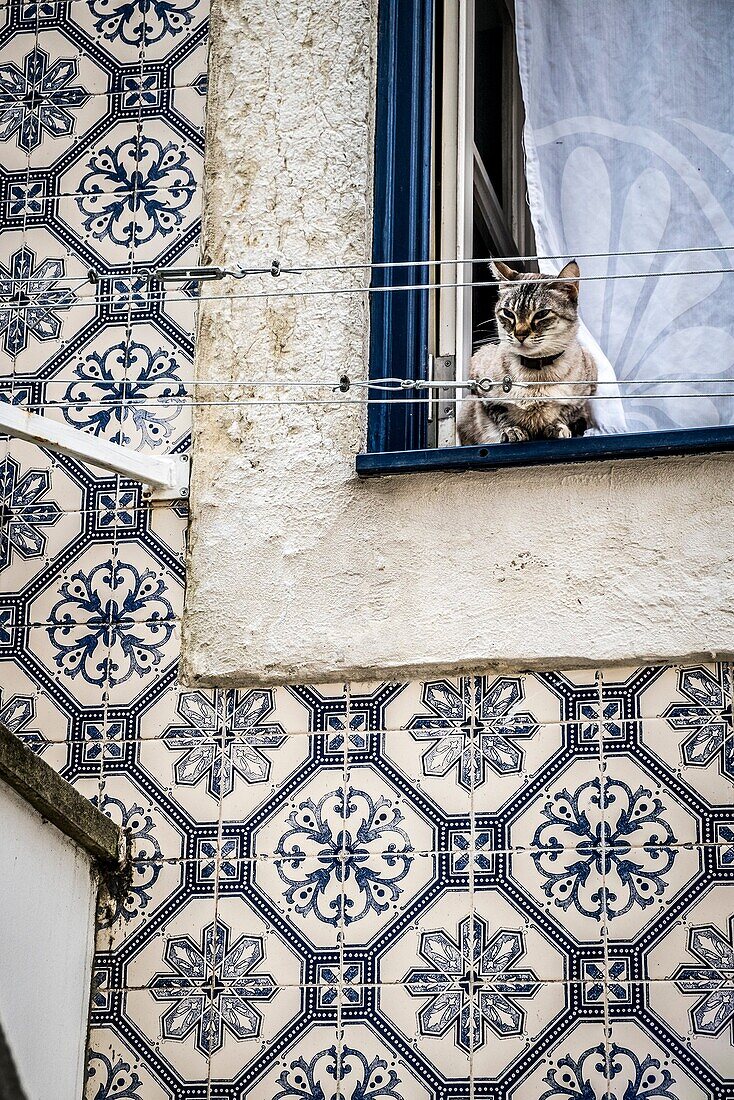 Cat in a window in Alfama district in Lisbon Portugal.