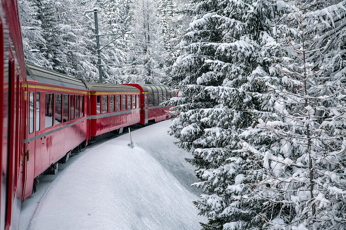 Bernina Express train in the snowy woods Filisur Canton of Graubünden Switzerland Europe.