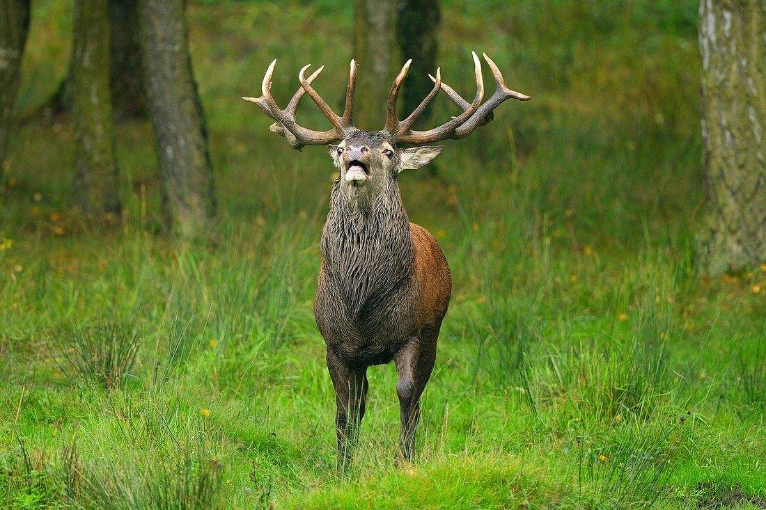 Red Deer, Cervus elaphus, Rutting Season, Hesse, Germany.