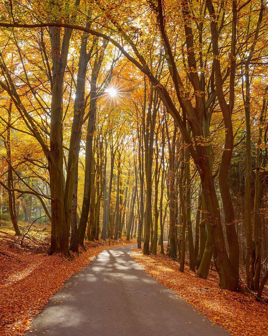 Road in Beech Forest with Sun in Autumn, Hohe Wart, Hessentahl, Spessart, Bavaria, Germany.