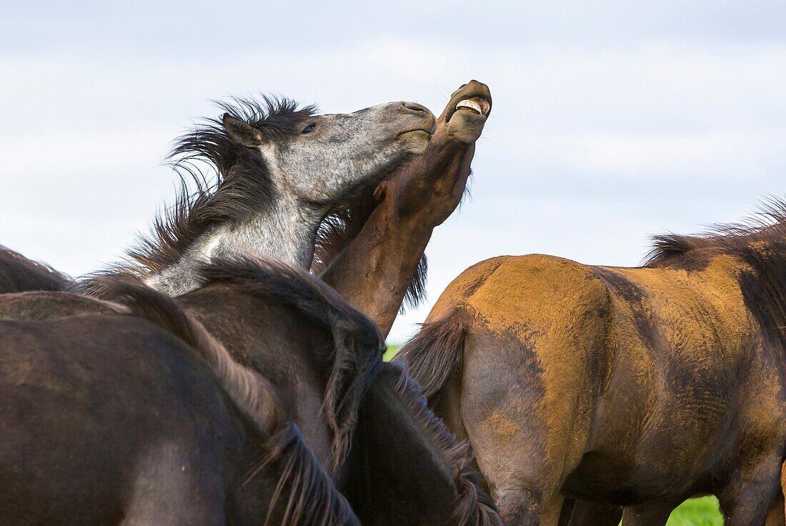 Icelandic horses near Bryggja, Iceland, South West Iceland, Golden Circle tour, Evolved from ponies taken to Iceland in the 9th and 10th centries by Norse settlers.