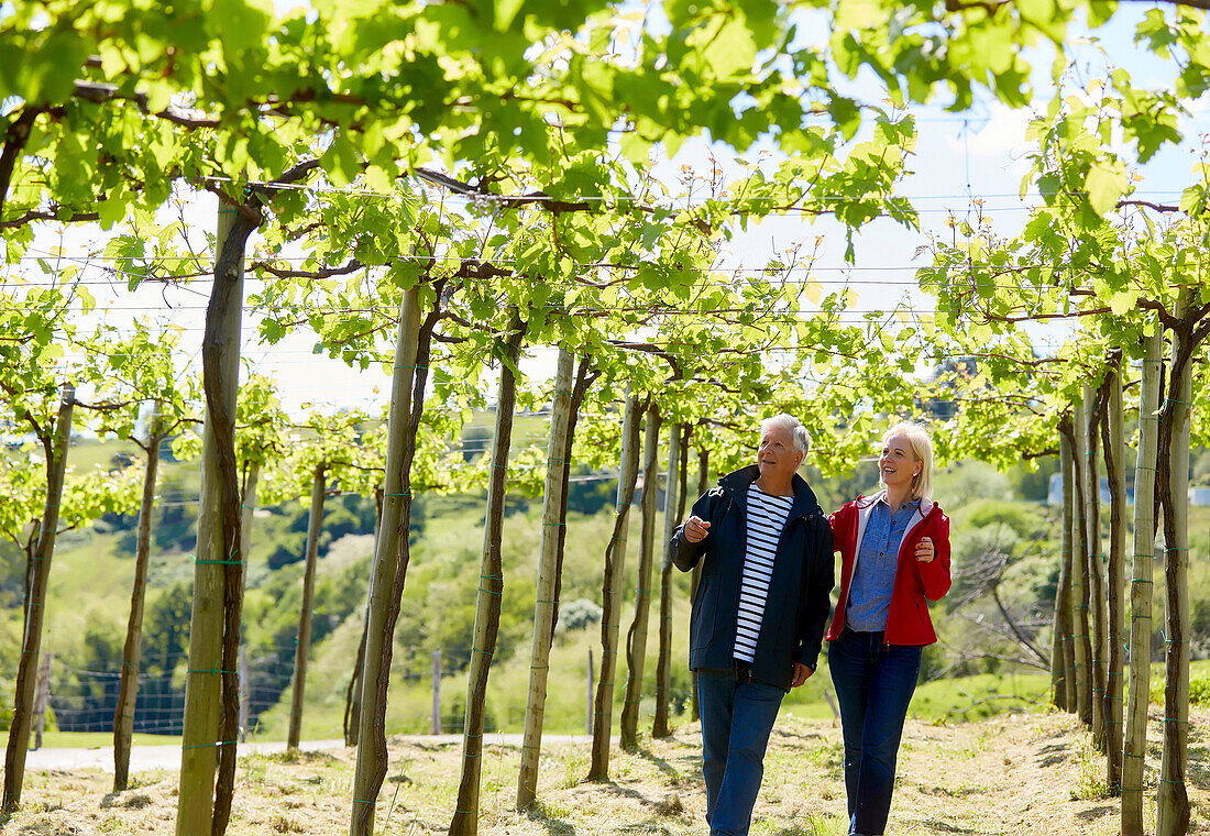 Älteres Ehepaar, 60-70, Spaziergang inmitten von Txakoli-Weinbergen, Getaria, Gipuzkoa, Baskenland, Spanien, Europa