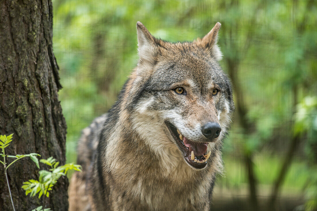 Wolf in Wildpark Schorfheide, Nationalpark, Maerkische Schweiz, Rhinluch, Linum, Chorin, Brandenburg, Deutschland