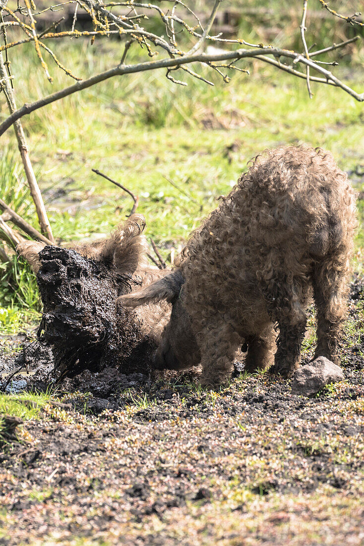 Wild pigs playing in the mud, wool pigs washing, pig behavior, Wildlife park Schorfheide, Brandenburg, Germany