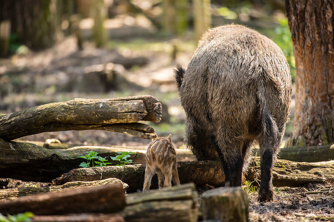 Wild boar, sow with piglet eating, rear view, forest, Wildlife park Schorfheide, Brandenburg, Germany