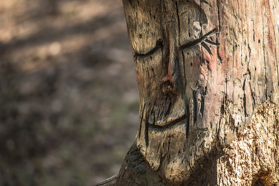 Schnitzerei, Baum, Baumstumpf mit geschnitzem Gesicht, Brandenburg, Deutschland