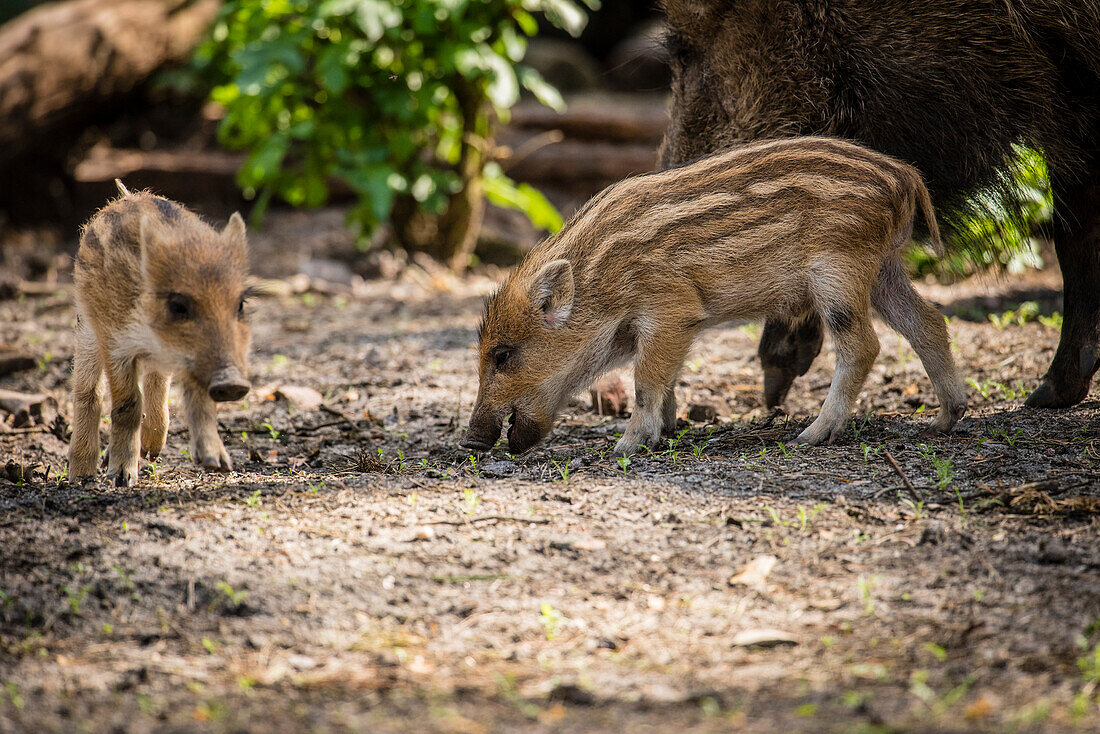 Close-up Piglet, piglet and sow eating, wild boar, wild boar baby, Wildlife park Schorfheide, Brandenburg, Germany